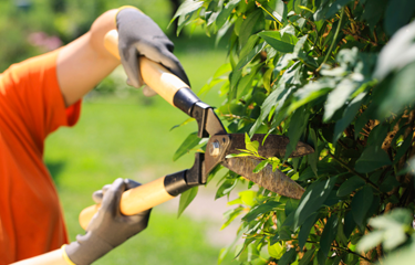 Garden Maintenance