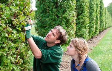 Pruning & Shaping