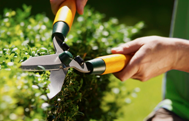 Hedge trimming